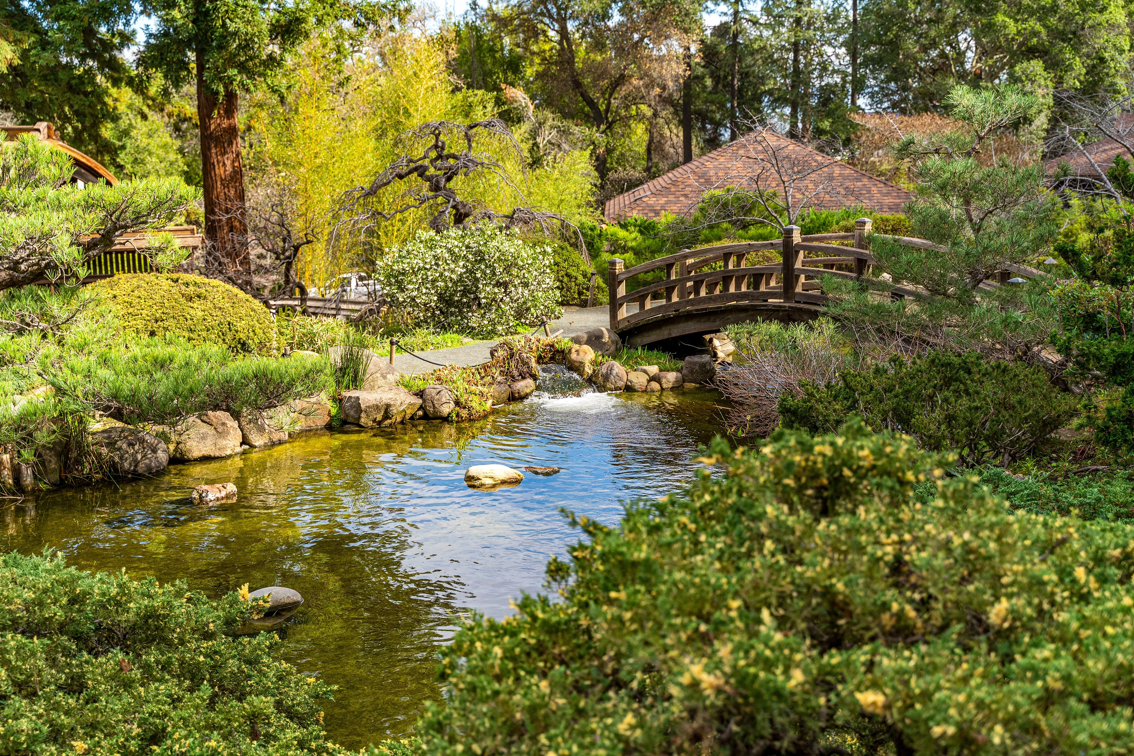 Beautiful view of the pond and bridge. Hakone Gardens in Saratoga, California